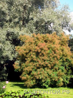 Скумпия кожевенная или париковое дерево, Cotinus coggygria